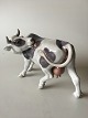 Royal Copenhagen Figur Slikkende ko #446 Bing Grøndahl #2161. Måler 25cm og er designet af ...