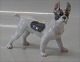 Kgl. figur fra Royal Copenhagen 1457 RC Boston Terrier 11 x 13 cm, Knud Møller 1913 Farve 1452 ...