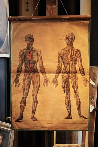 Decorative, old teaching poster of human anatomy, 
paper on canvas with a really nice patina. 
81x56cm.