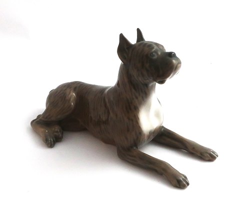 Royal Copenhagen. Porcelain figure. German Boxer. Model 3635. Length 15 cm. (1 
quality)