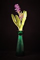 emne nr: hyacintglas grøn