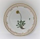 Royal Copenhagen, Flora Danica. Lunch plate. Design # 3550. Diameter 22 cm. (1 
quality). Papaver nudicaule L