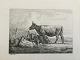 Radering af Johannes Vilhelm Zillen 1859 - Køer ved et ...